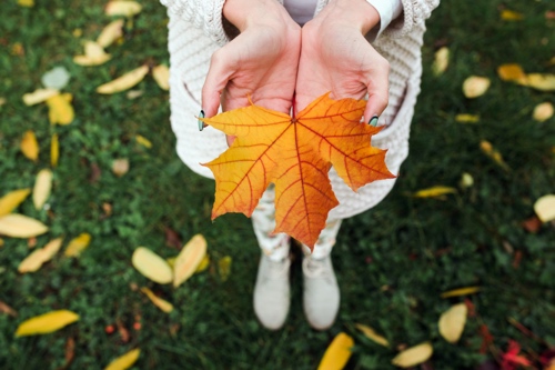 Herbstlaub Blatt